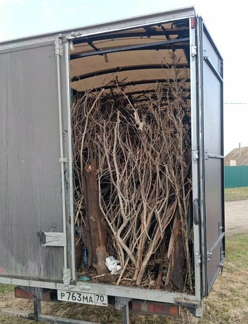 <span style="font-weight: bold;">Спиленные деревья, ветки</span>