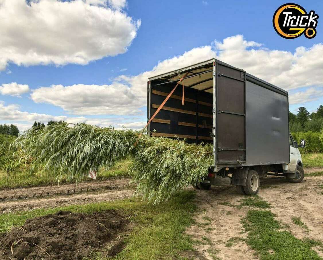 Вывоз деревьев и кустов до 6 м на Газели в Северске, постоянник