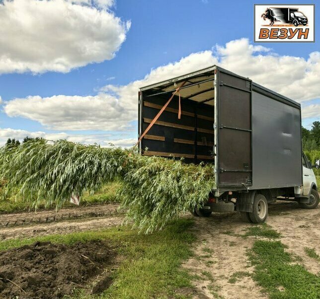 Вывоз деревьев и кустов до 6 м на Газели в Северске, постоянник