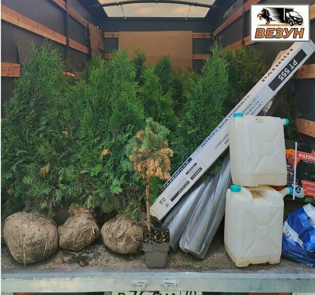 Перевозка крупных деревьев, высокий уровень нашей компании