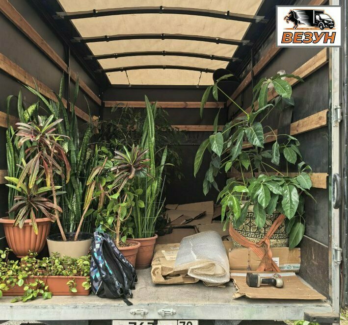 Перевозка декоративных растений  в любую точку